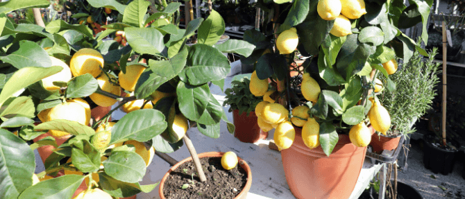 How to Grow Dwarf Fruit Trees