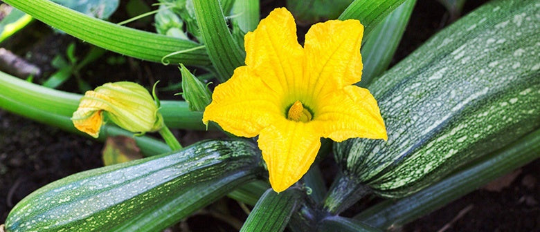 How to Grow Courgette