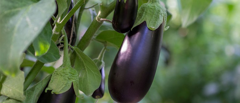 How to Grow Eggplant