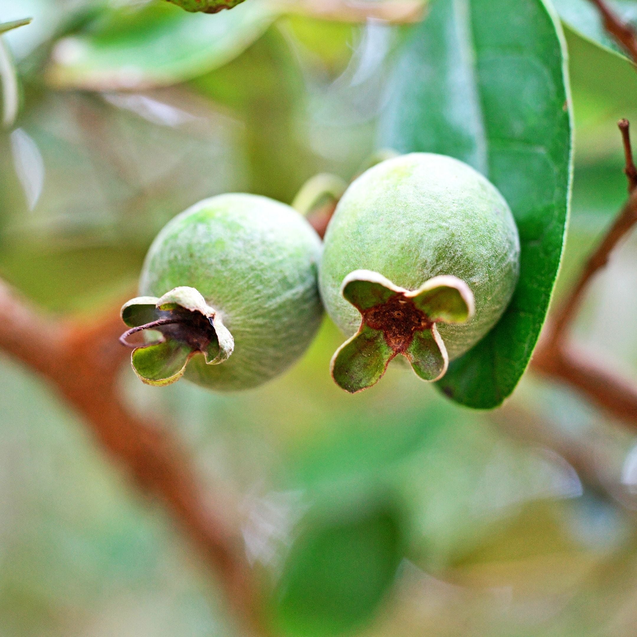 Choosing the right Feijoa Variety