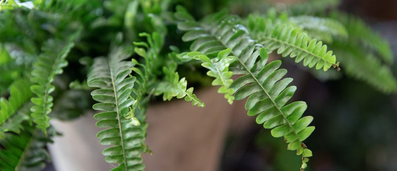 How to Grow Ferns