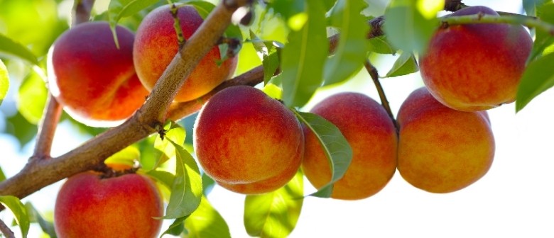 Fruit Tree FAQs