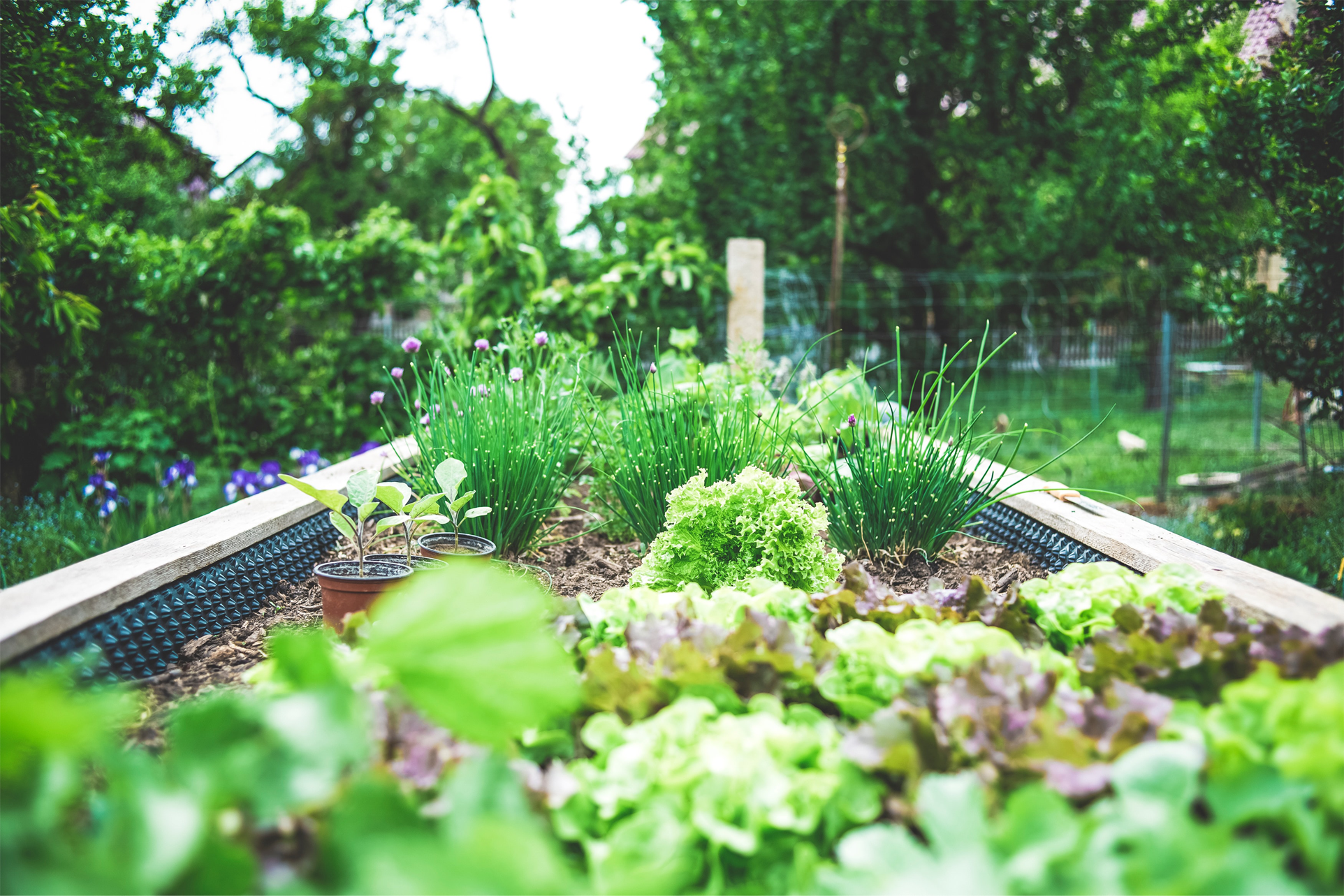 Summer Gardening Tips