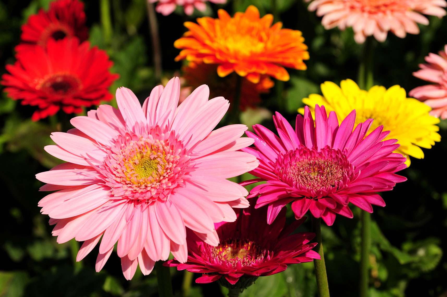 How to Grow Gerberas