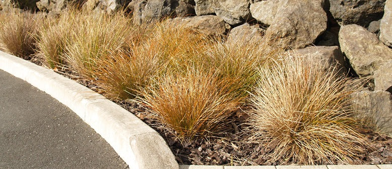 All About Grasses