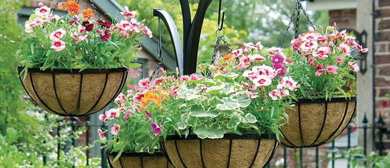 Create Colourful Spring Hanging Baskets