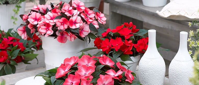 Annuals you can Grow Indoors