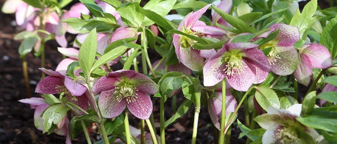 The Roses of Winter - Hellebores