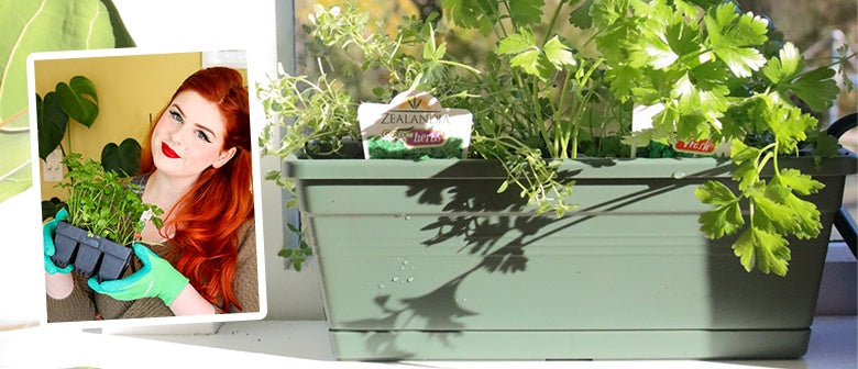 Start an Indoor Herb Garden - The Modern Day Gardener