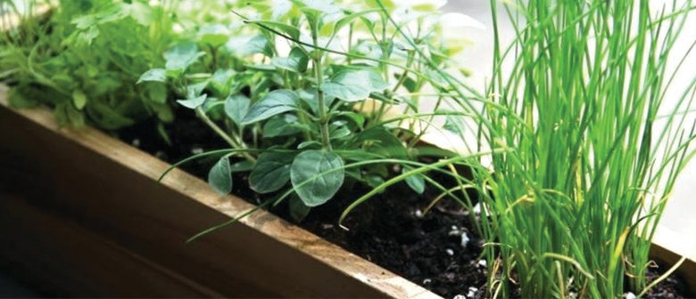 Herbs that Thrive Inside over Winter