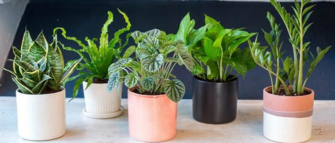How to Re-Pot Houseplants