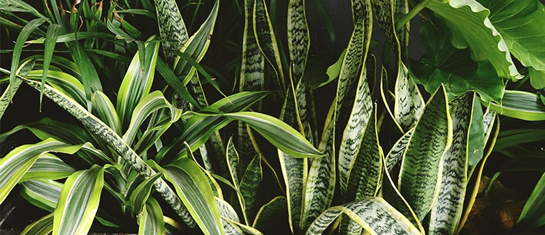 How to Care for your Houseplant in Winter