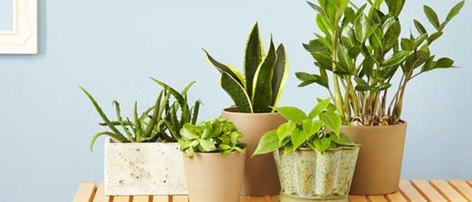 New Year, New Houseplants