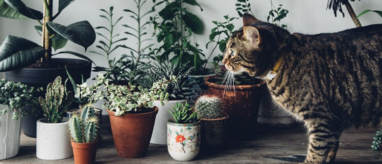 Caring for Your Indoor Plants