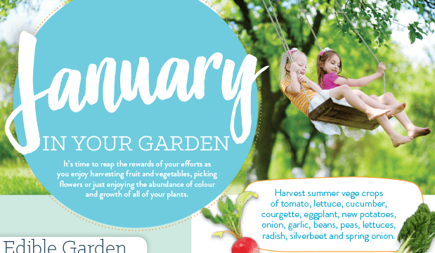 January in your garden