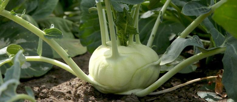 How to grow Kohlrabi