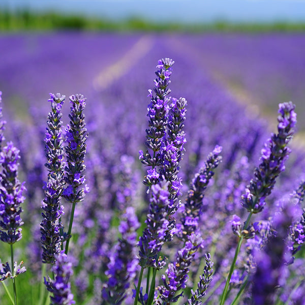 Lavender Flower Garden