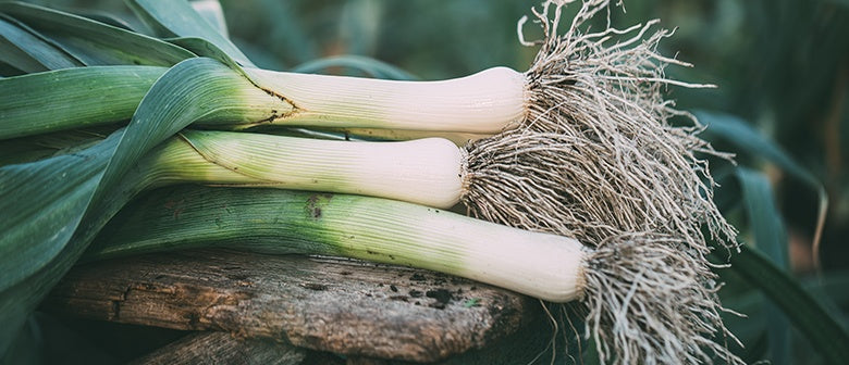 How to Grow Leeks