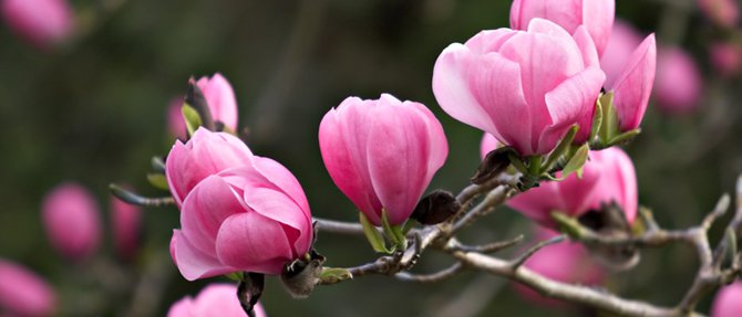 How to Grow Magnolias