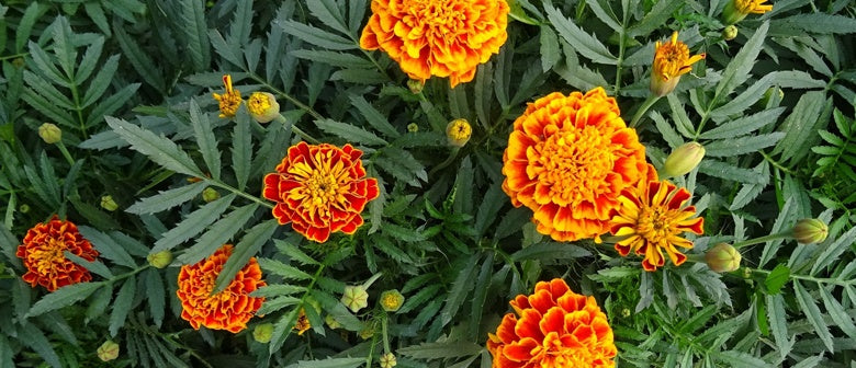 Buzz off! Plants that Repel Pesky Mosquitoes and Insects