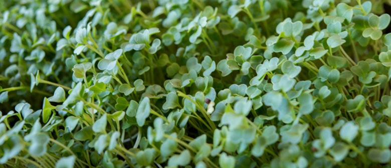 How to Grow Microgreens