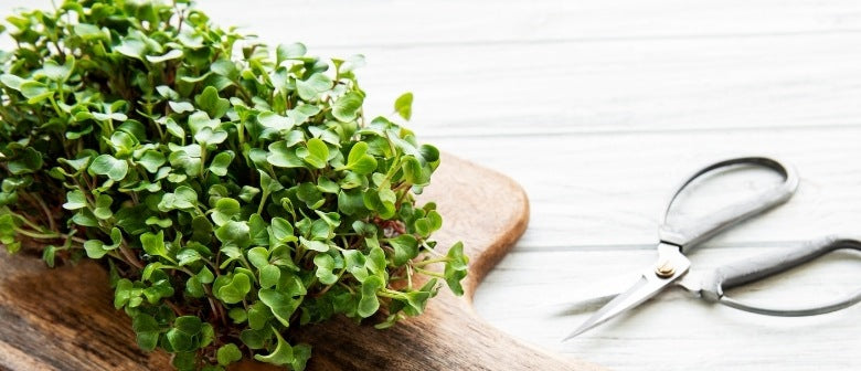 8 Must Have Microgreens