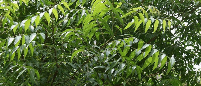Using Neem in the Garden