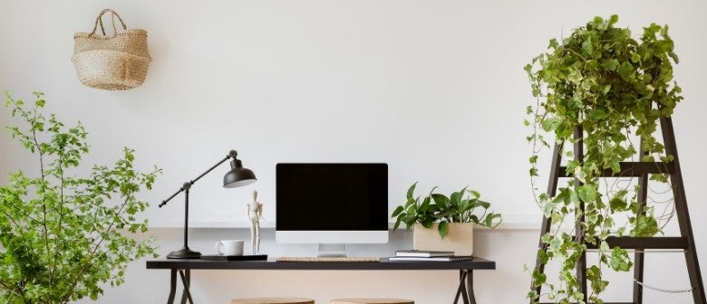 Best Office Plants to Boost Productivity