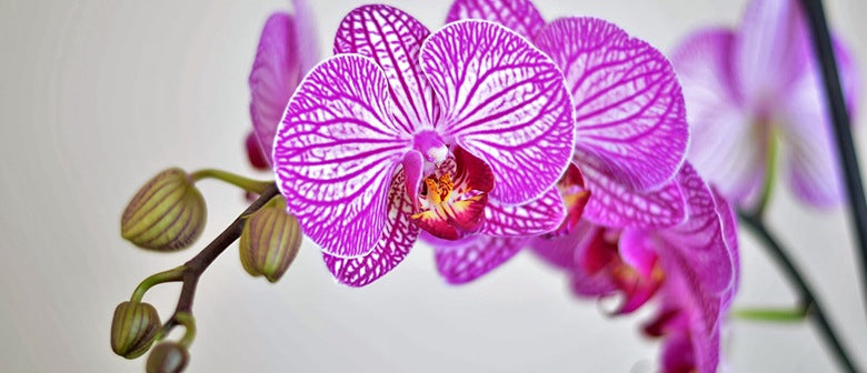 A Guide to Keeping Orchids Alive