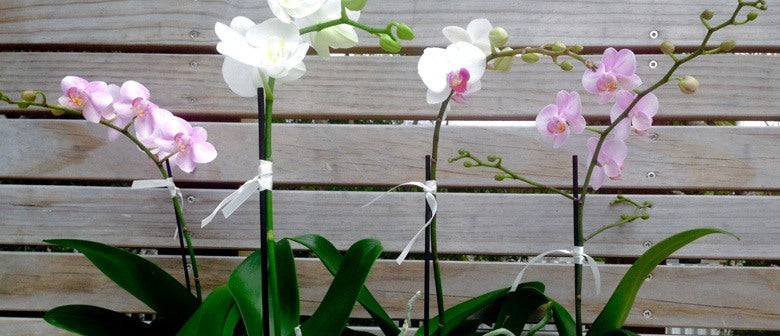 DIY: How to Pot Up an Orchid in a Glass