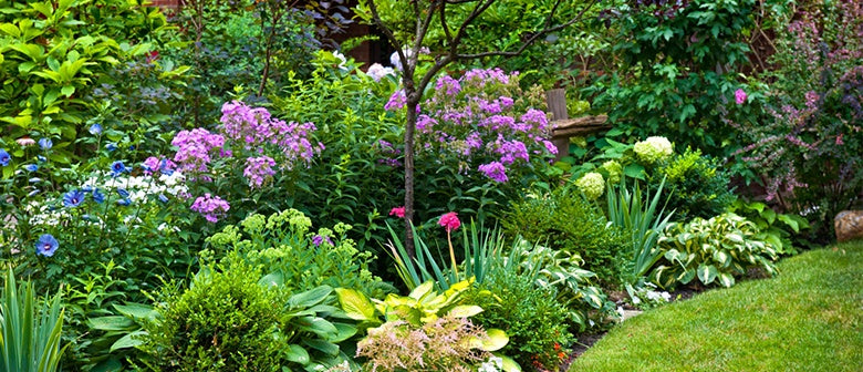 Annuals vs. Perennials - What's the Difference?