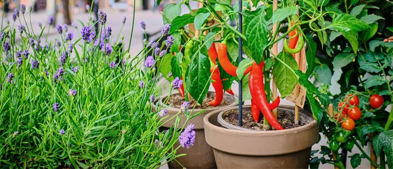 How to Grow a Pizza Garden