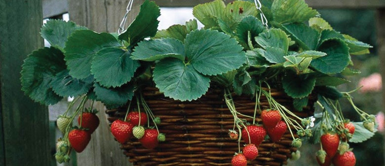 Short on space? Plant your strawberries here