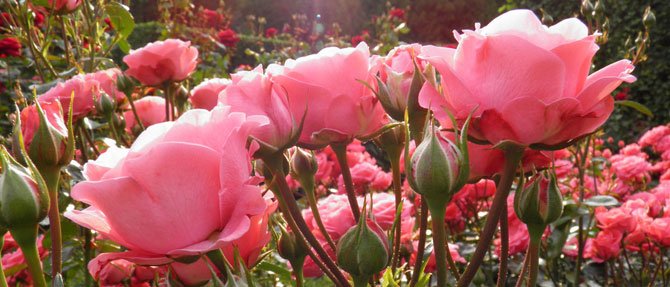 Planting and Pruning Roses