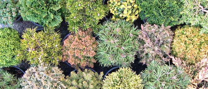 Plants for Miniature Gardens