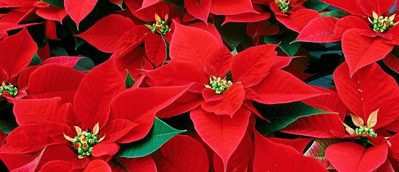 Poinsettia Care and Growing Guide