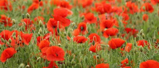 How to Grow Poppies