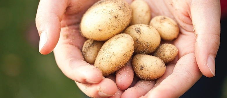 FAQs Potatoes