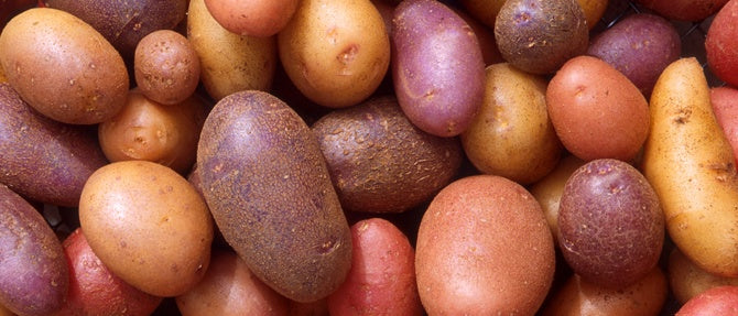 Which Potato Variety Should I Choose?