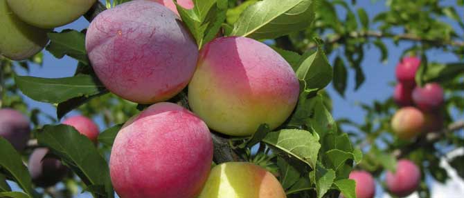 Pruning and Protecting Your Fruit Trees