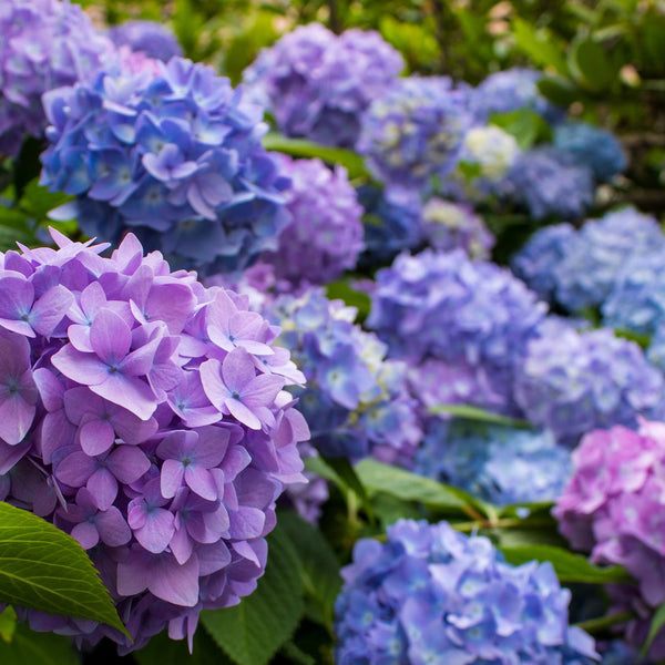 The Guide to Healthy Hydrangeas