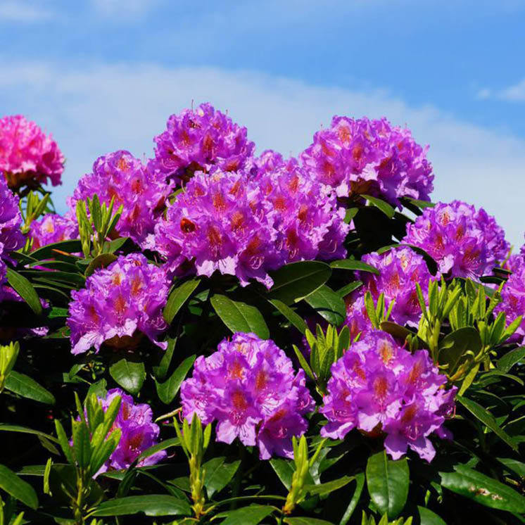 Rhododendron Care and Troubleshooting
