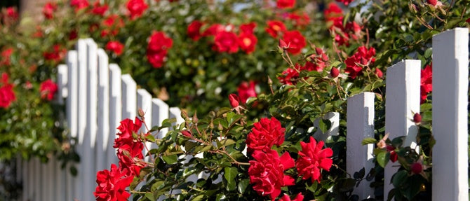 Our Top Rose Care Tips