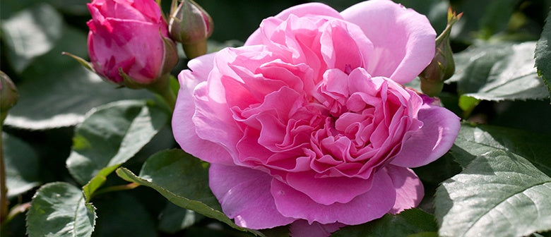 Frequently asked Rose Questions