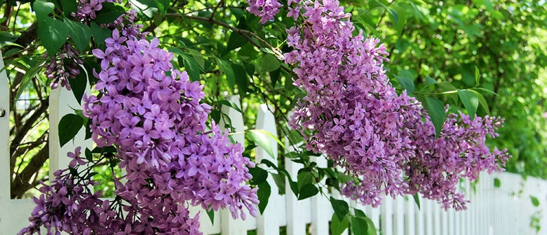 Our Top 8 Scented Plants