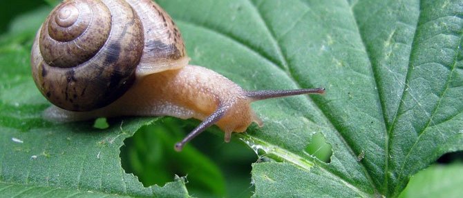 Natural Pest Control