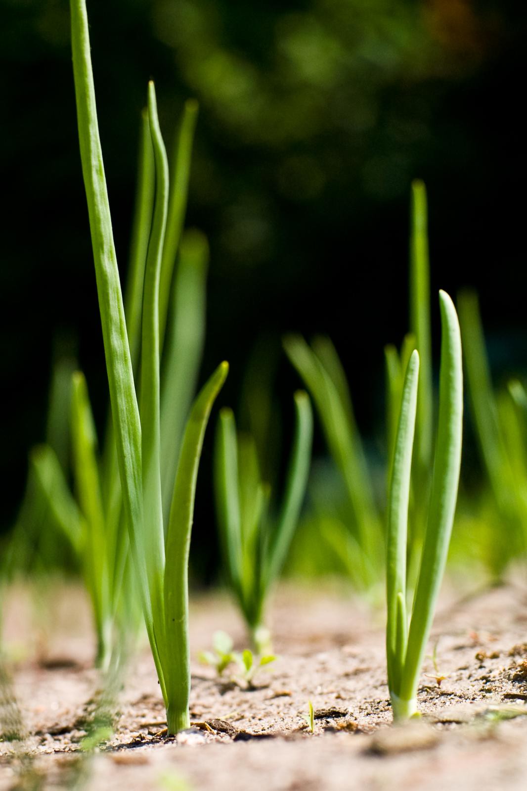 How to Grow Spring Onions