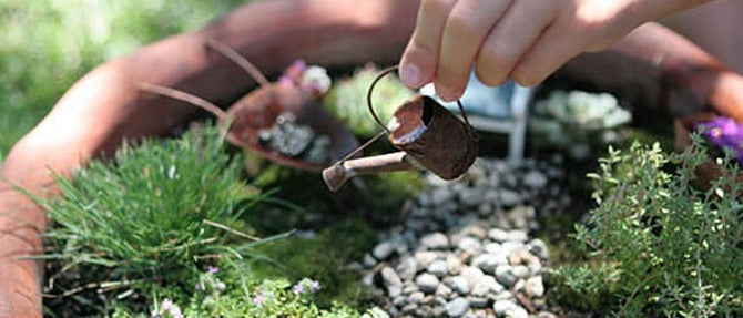 Starting Your Miniature Garden