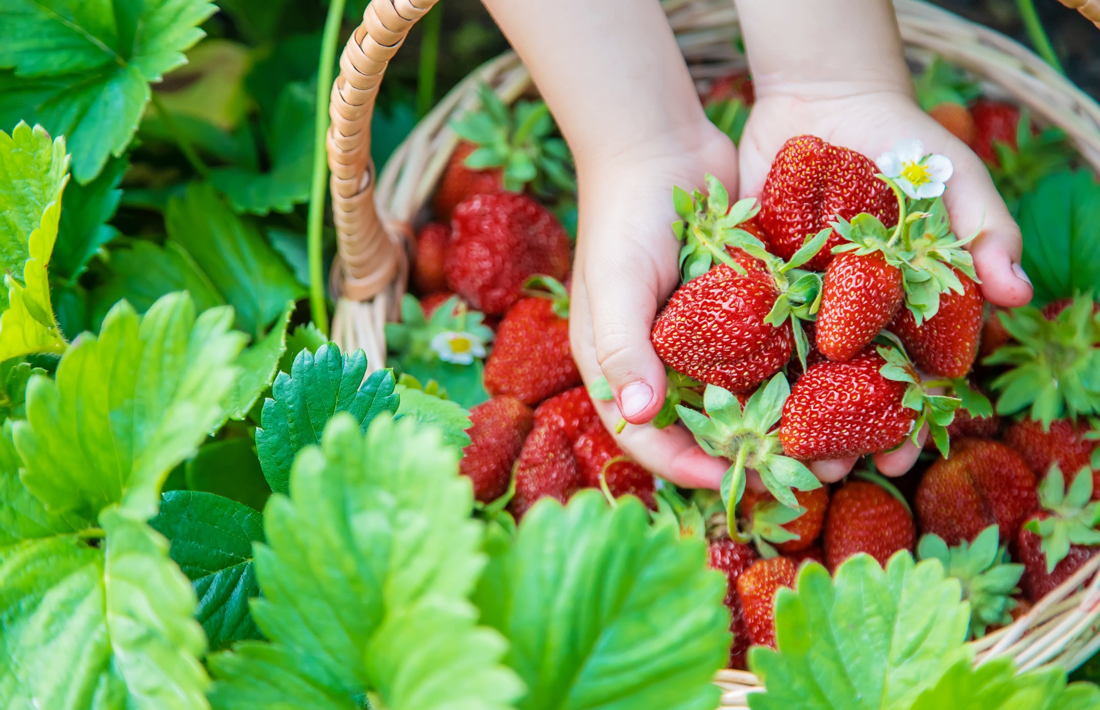 It's Time to Plant Strawberries!