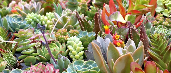 Super Succulents!